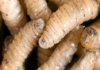 Veracruz leads in cases of screwworm in humans