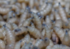 USDA detects case of screwworm in a goat from Coahuila, near the U.S. border.