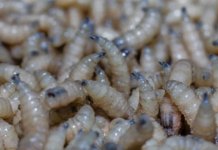 USDA detects case of screwworm in a goat from Coahuila, near the U.S. border.