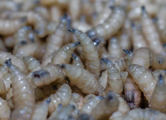 USDA detects case of screwworm in a goat from Coahuila, near the U.S. border.
