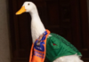 The family of Pato Merlín gets a head start: they’ve registered it as a trademark in Mérida with the IMPI, according to Sebastián Reséndiz.