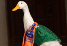The family of Pato Merlín gets a head start: they’ve registered it as a trademark in Mérida with the IMPI, according to Sebastián Reséndiz.