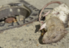 What is leptospirosis, the disease that has Quintana Roo on alert and occurs during the rainy season?