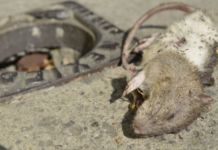 What is leptospirosis, the disease that has Quintana Roo on alert and occurs during the rainy season?