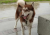 Dog Food Doesn’t Come Cheap: ‘Lucas,’ a Husky, to Receive Alimony Following His ‘Parents’ Divorce