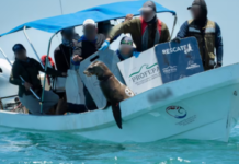 19 Sea Lions Entangled in Fishing Nets Released in Baja California; Profepa Located 9 Females and 10 Males