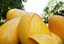 Oaxaca, national leader in mango exports