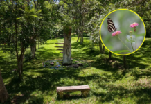 An oasis near the center of Oaxaca: this is paradise surrounded by trees and butterflies