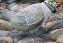 They are seeking to have more restaurants include geoduck clams on their menus.