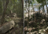 Minanbé, the Mayan city that the Campeche jungle kept intact for centuries