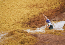 Sargassum 2026: June and September would be the peak months. Aristegui Nature