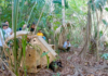 Spider monkeys released in Chiapas’s La Encrucijada Ecological Reserve.