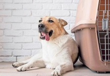 CBP releases requirements for bringing dogs into the U.S.