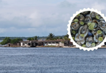 The small town in Tabasco, hidden among mangroves, famous for its oyster production for all of Mexico, will have its festivities in July.