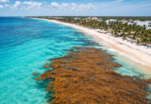 “Eleven beaches in Quintana Roo are on red alert due to sargassum”