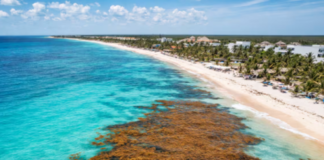“Eleven beaches in Quintana Roo are on red alert due to sargassum”