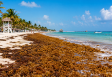 Beaches with the most sargassum in Quintana Roo during peak vacation season: these are the most affected areas