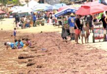 Seaweed chokes Nayarit beach; sparks tourism crisis.