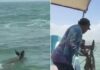 VIRAL: Boatmen rescued a deer in the waters off Yucatán 🎦
