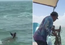 VIRAL: Boatmen rescued a deer in the waters off Yucatán 🎦
