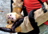 Animal abuse in Tabasco: YUMKÁ Zoo faces mounting complaints.