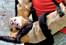 Animal abuse in Tabasco: YUMKÁ Zoo faces mounting complaints.