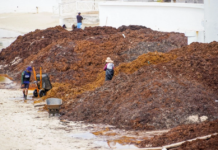 Playa del Carmen will take out a loan of 150 million pesos due to a lack of liquidity caused by the arrival of sargassum.