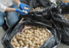 Over 11,000 Olive Ridley sea turtle eggs seized in Colima.
