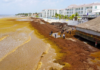 Sargassum threatens lobster season in Quintana Roo; fishermen fear losses.