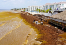 Sargassum threatens lobster season in Quintana Roo; fishermen fear losses.