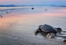 Where to release turtles? Here are some options in Nayarit.