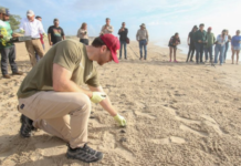 Tamaulipas consolidates its leadership in the protection of the Kemp’s ridley sea turtle