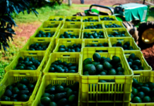 Recognition of the Avocado Belt of Michoacán protects more than 150,000 jobs