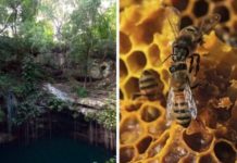 The Court will analyze the recognition of the bees of Campeche and cenotes of Yucatán as subjects of law