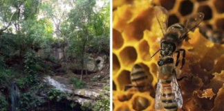 The Court will analyze the recognition of the bees of Campeche and cenotes of Yucatán as subjects of law