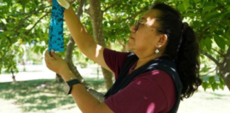 Yucatán activates second phase against screwworm; 36 human cases reported
