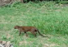 He’s back home! Rescued jaguarundi released in Oaxaca