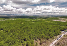 83 reforestation projects stand out in Oaxaca