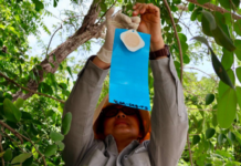 State plan in Yucatán questioned: monitoring seen as a waste of time and money.