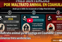Animal abuse is now punishable in Coahuila! Learn about the first three sentences