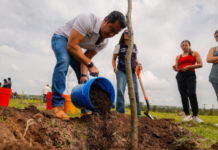 Querétaro aims to reach 70,000 trees planted during 2026