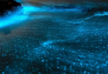 Bioluminescence, the fascinating phenomenon that illuminates the coasts of Baja California Sur