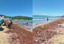 Massive arrival of sargassum seaweed to Rincón de Guayabitos beach, in Nayarit
