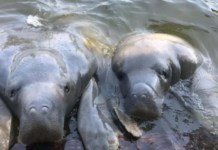 PROFEPA reports 13 dead manatees in Tabasco during 2026.