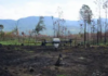 Drones reforest inaccessible or fire-damaged areas in Michoacán