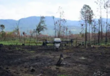 Drones reforest inaccessible or fire-damaged areas in Michoacán