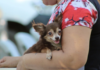 Yucatán ranks among the states with the highest number of households with pets.