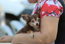 Yucatán ranks among the states with the highest number of households with pets.