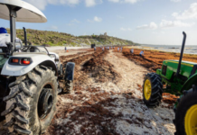 Tulum: They are looking to reuse sargassum as bio-asphalt to fill potholes