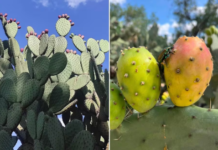 Prickly pear season has arrived in San Luis Potosí; a typical fruit of the region that you can find in red, green, and orange.